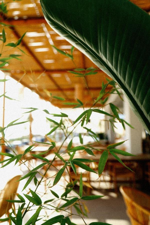 ホテル Abonora Drymades Dhërmi エクステリア 写真